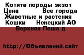 Котята породы экзот › Цена ­ 7 000 - Все города Животные и растения » Кошки   . Ненецкий АО,Верхняя Пеша д.